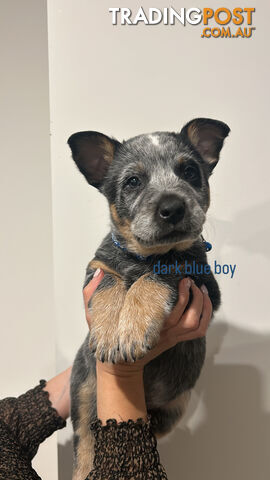 Purebred Australian Cattle/blue heeler puppies for sale