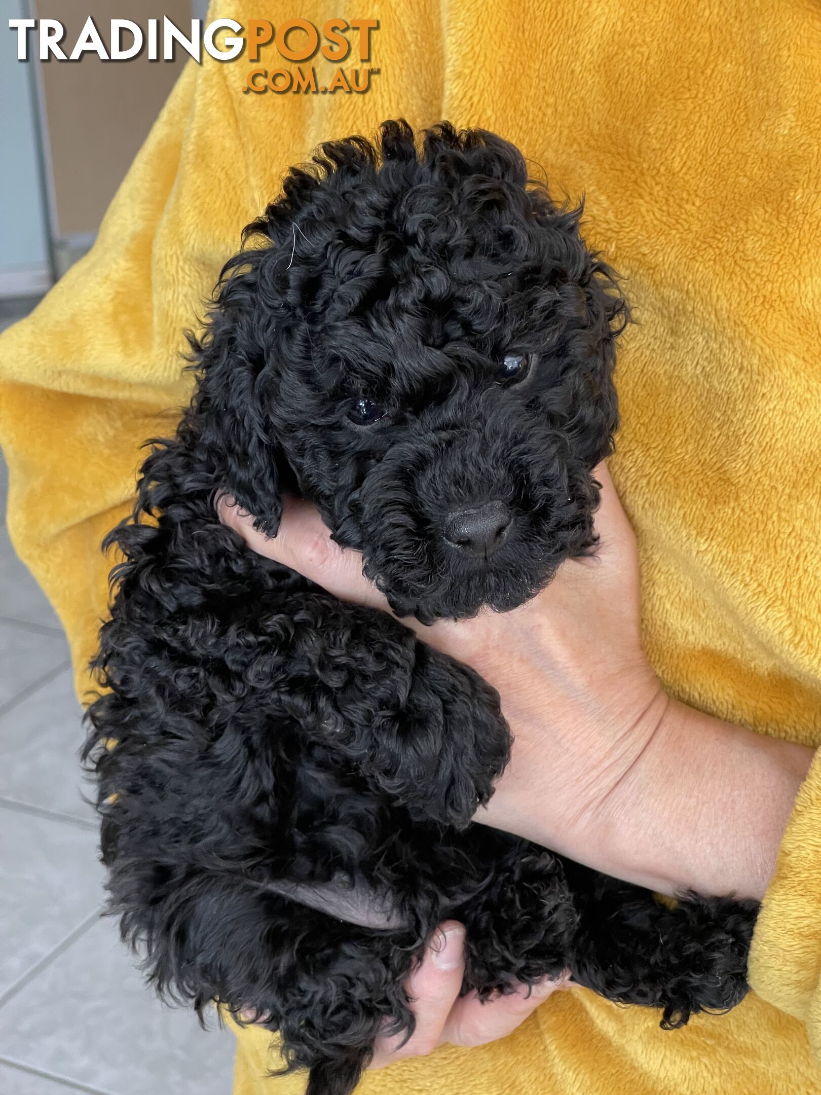 Miniature poodle puppies