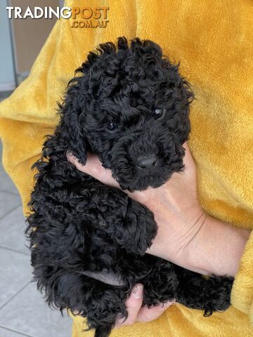 Miniature poodle puppies