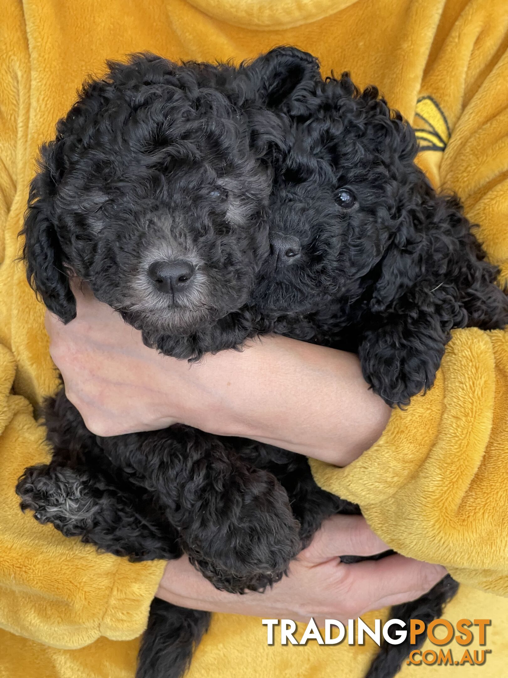 Miniature poodle puppies