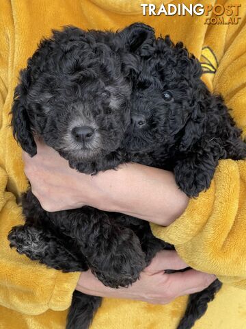 Miniature poodle puppies