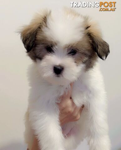 Maltese x Shih TZu puppies