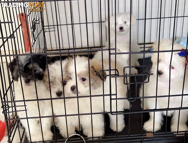 Maltese x Shih TZu puppies