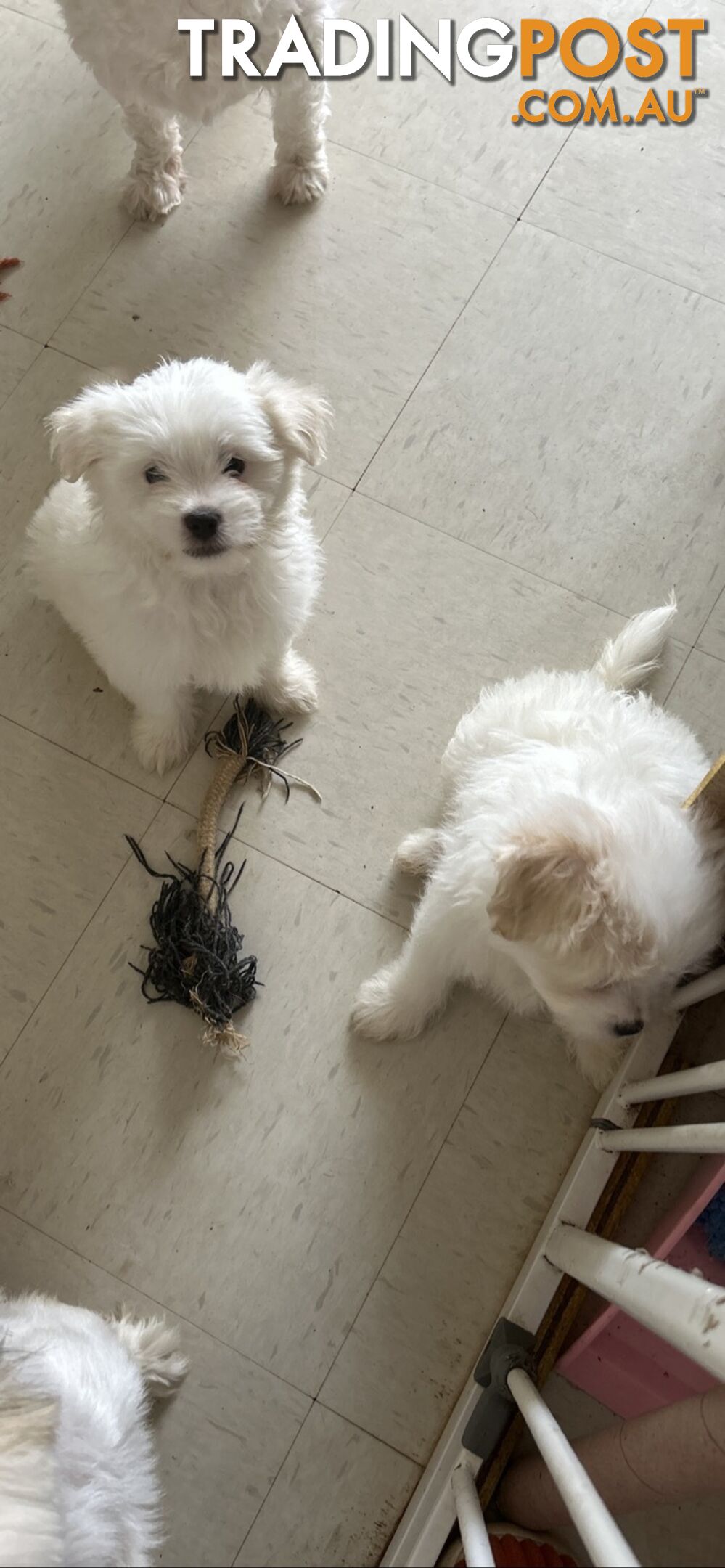 Maltese x Shih TZu puppies (Valentines offer for your love one)