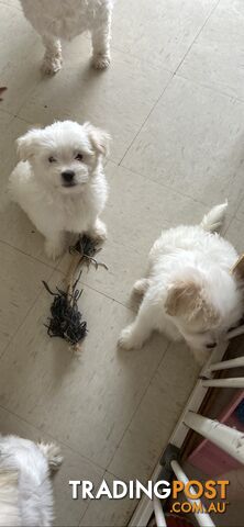 Maltese x Shih TZu puppies