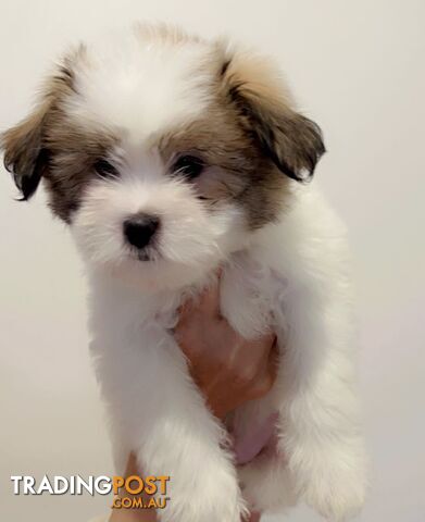 Maltese x Shih TZu puppies