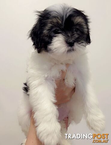 Maltese x Shih TZu puppies