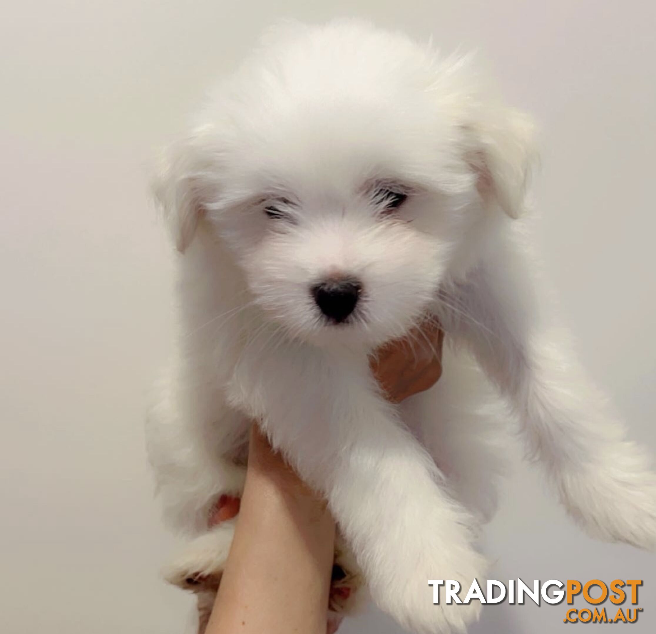 Maltese x Shih TZu puppies (Valentines offer for your love one)