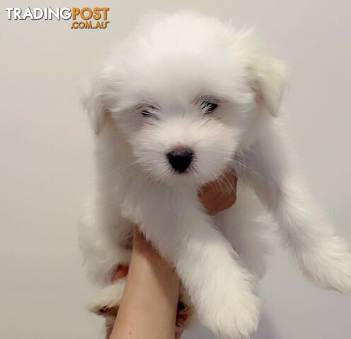 Maltese x Shih TZu puppies