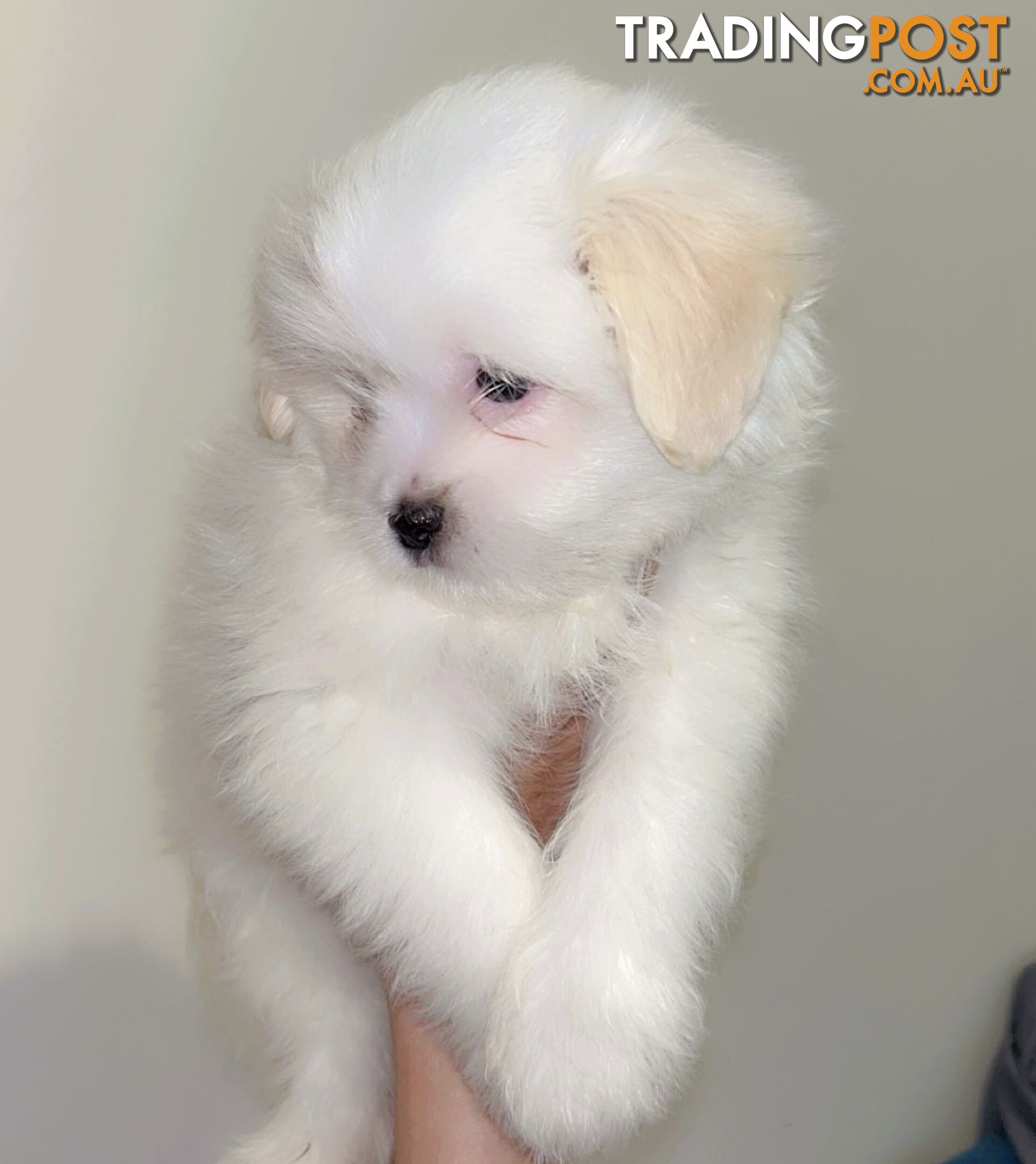 Maltese x Shih TZu puppies (Valentines offer for your love one)