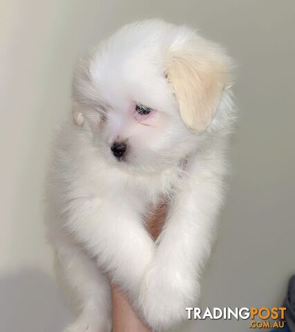 Maltese x Shih TZu puppies