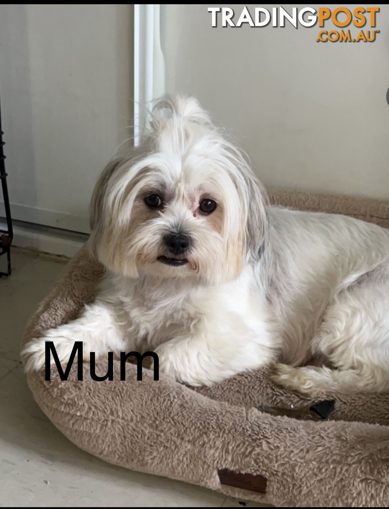 Maltese x Shih TZu puppies (Valentines offer for your love one)