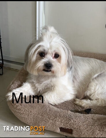 Maltese x Shih TZu puppies (Valentines offer for your love one)