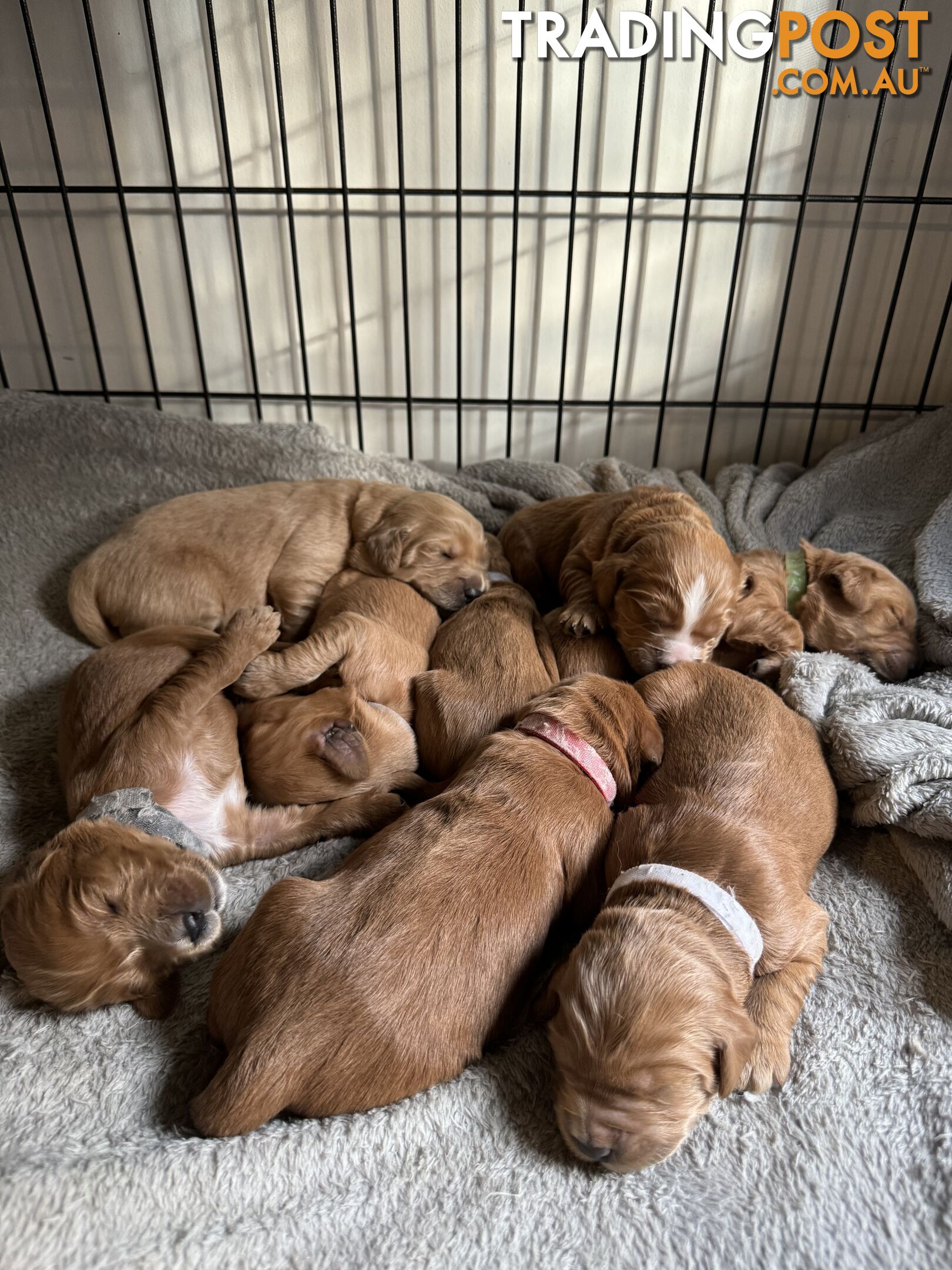 Groodle Puppies for sale