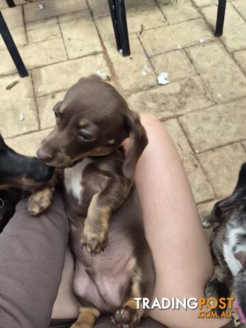 Miniature dachshund
