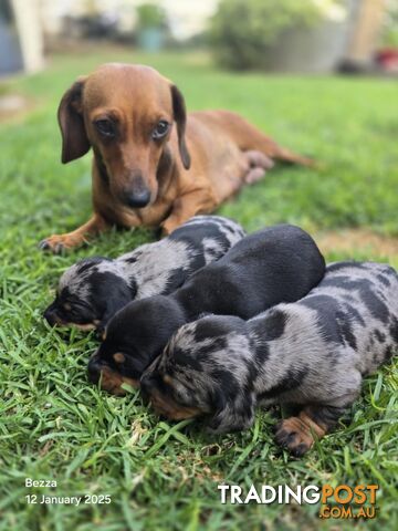 Silver dapple dachshund puppies