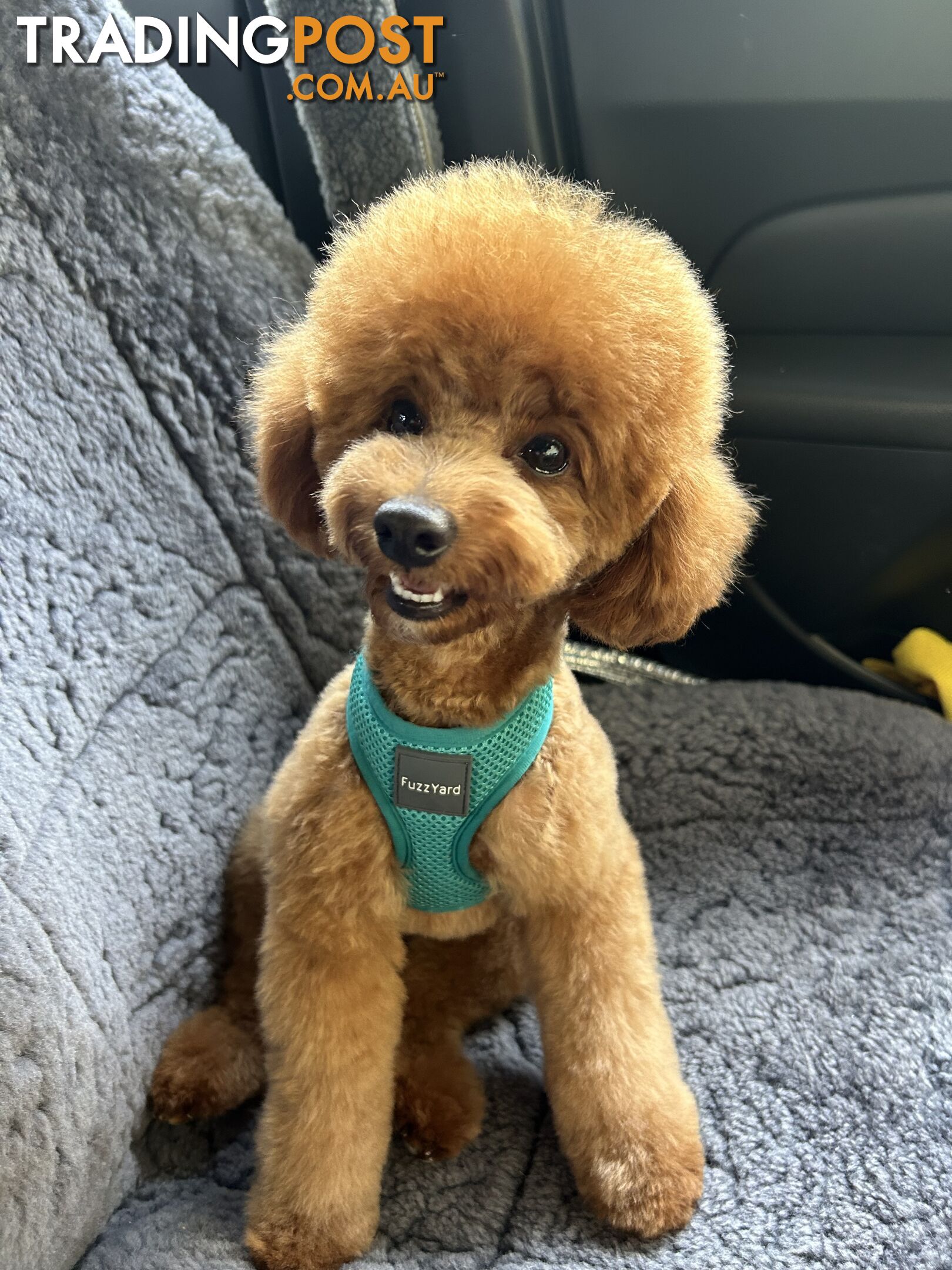Purebred Red Toy poodle STUD