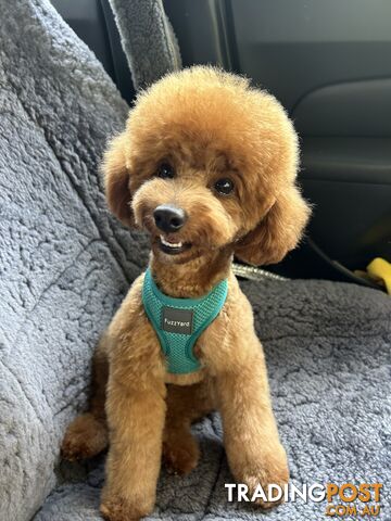 Purebred Red Toy poodle STUD