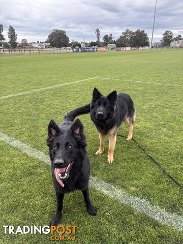 Purebred German Shepherds