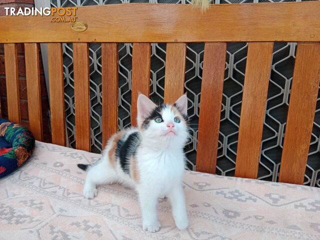 Beautiful tiny kitten