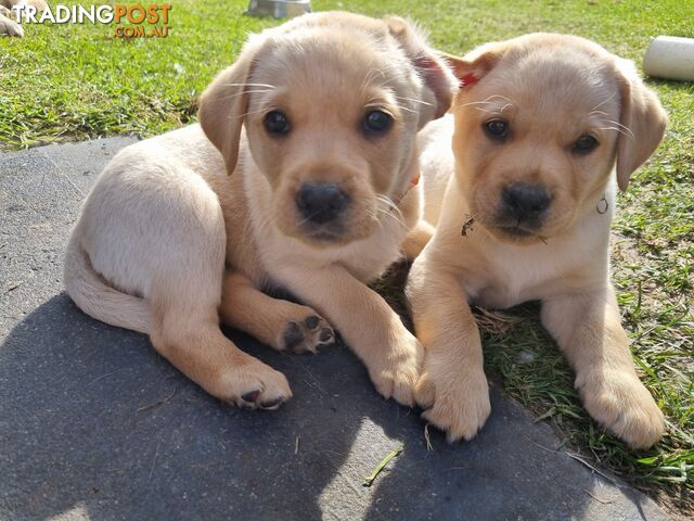 Pure Breed Yellow/Golden Labrador Puppies