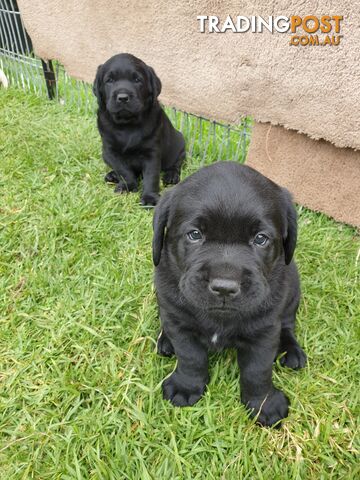 Labrador Pups