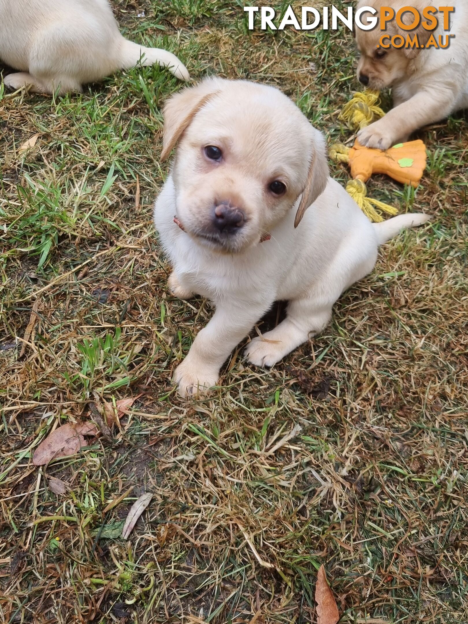 Pure Bred Labrador Puppies