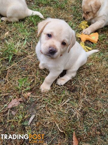 Pure Bred Labrador Puppies