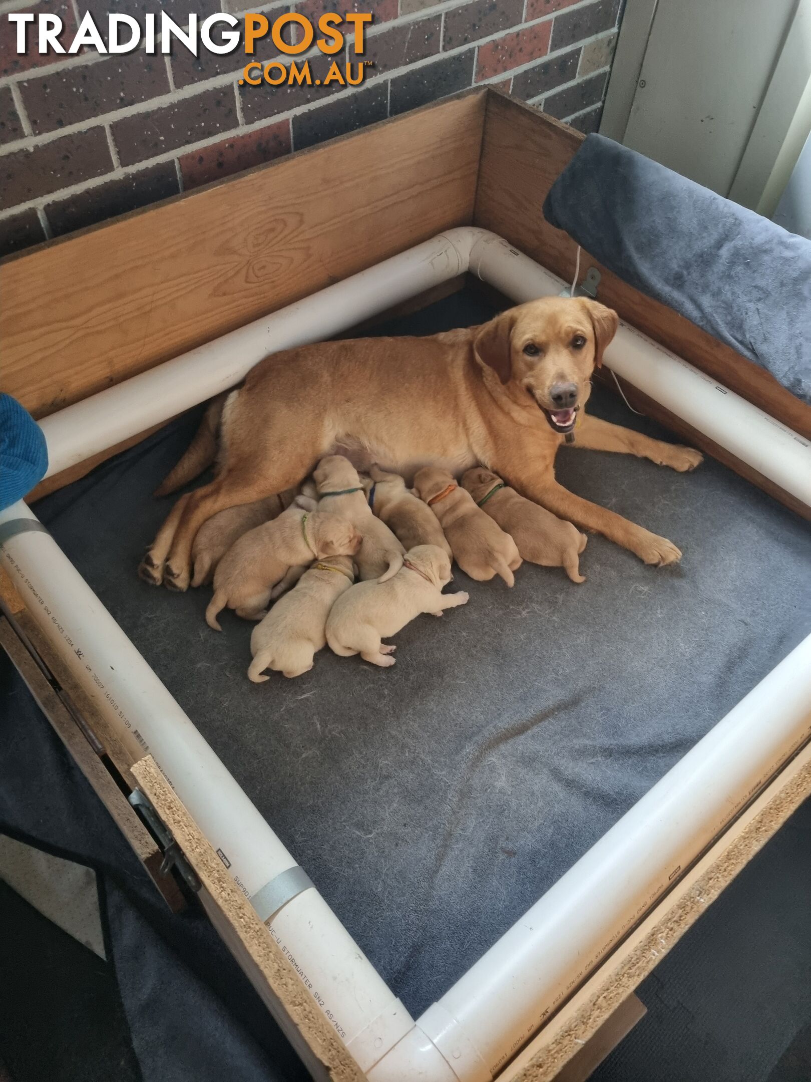 Pure Bred Labrador Puppies