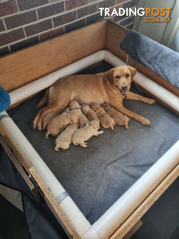 Pure Bred Labrador Puppies