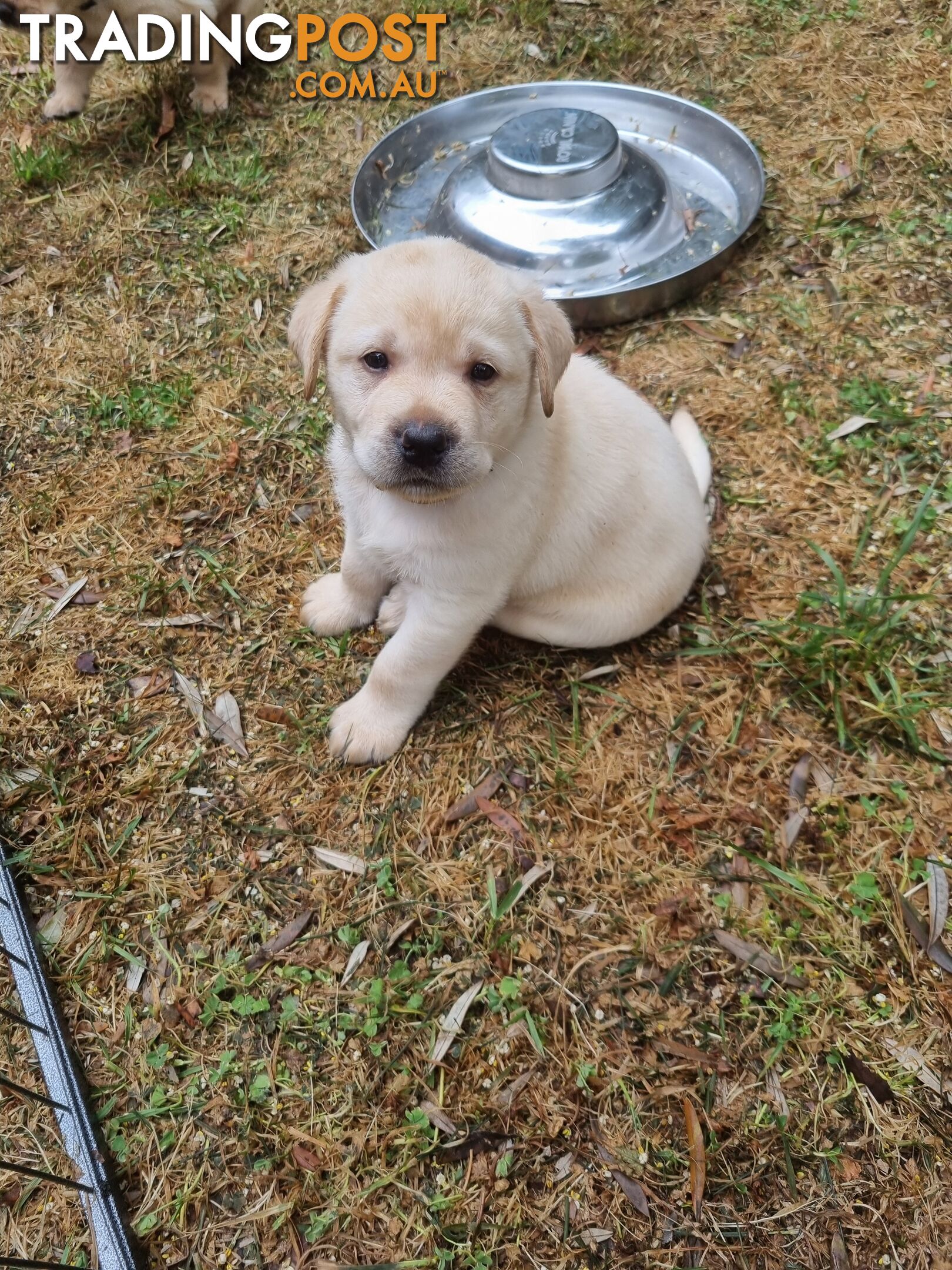 Pure Bred Labrador Puppies