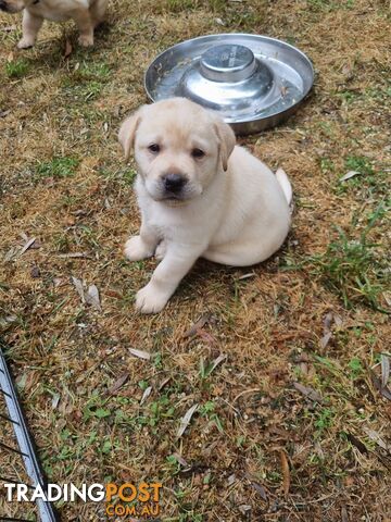 Pure Bred Labrador Puppies