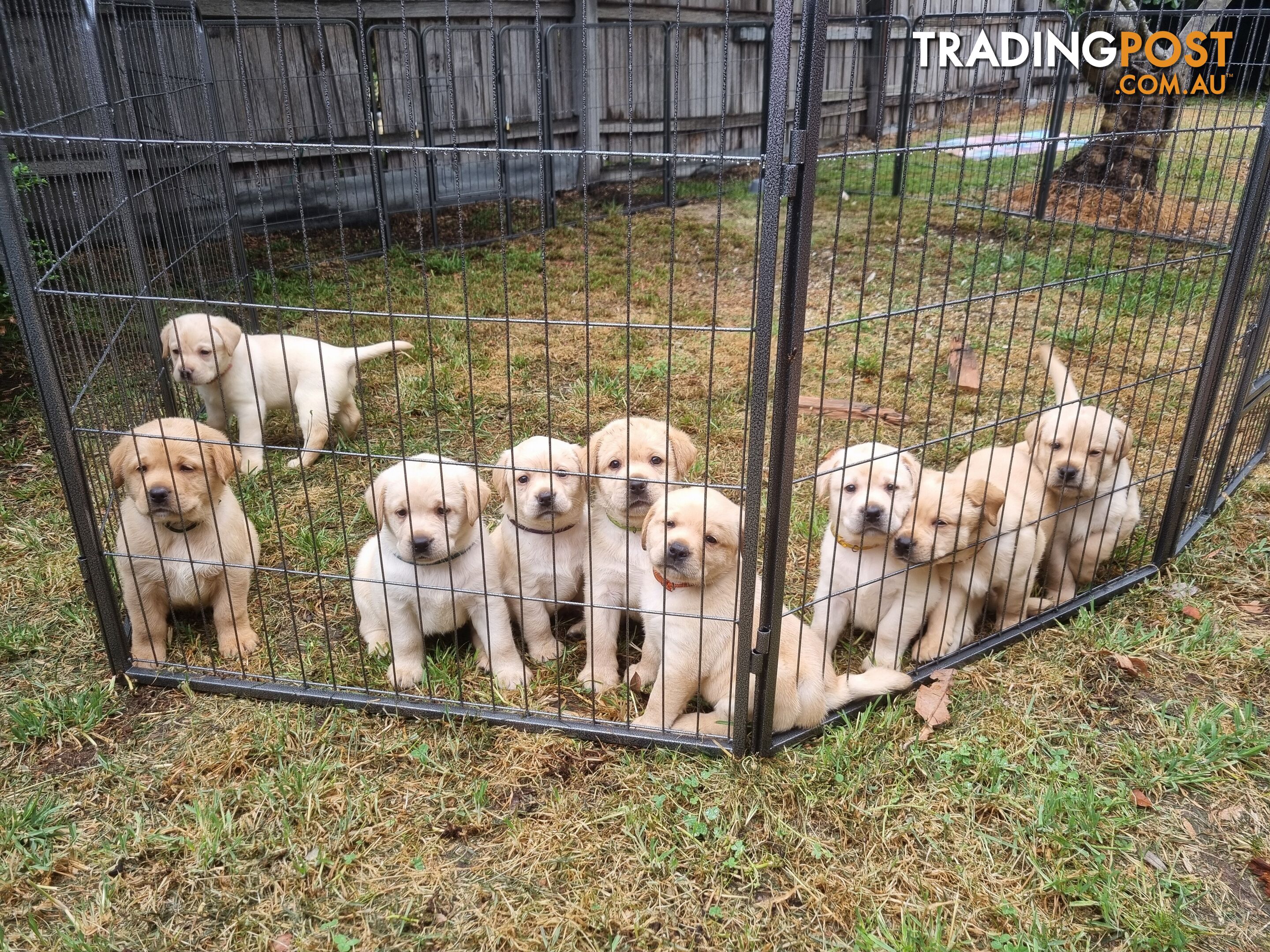 Pure Bred Labrador Puppies