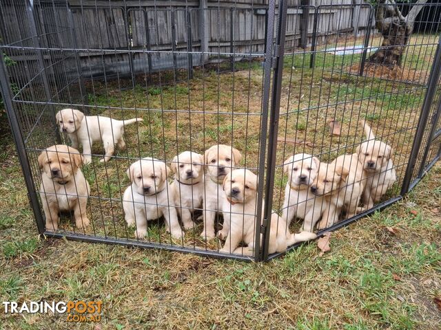 Pure Bred Labrador Puppies