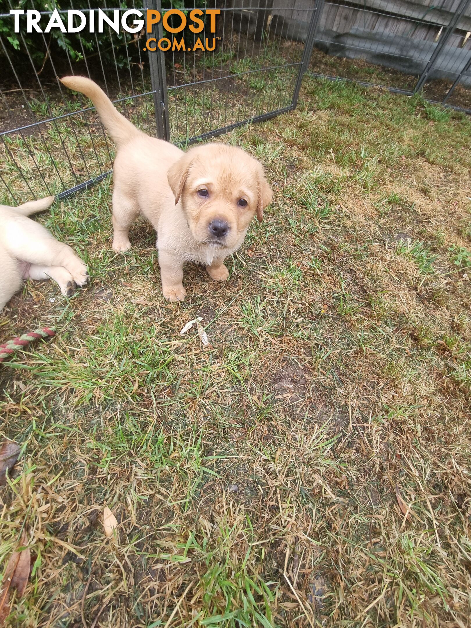 Pure Bred Labrador Puppies