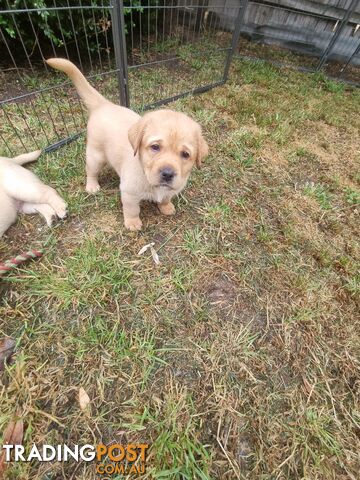 Pure Bred Labrador Puppies