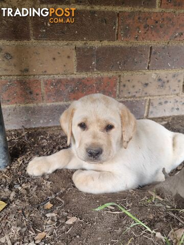 Pure Bred Labrador Puppies