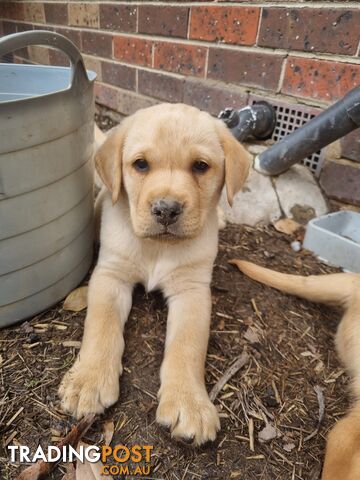 Pure Bred Labrador Puppies