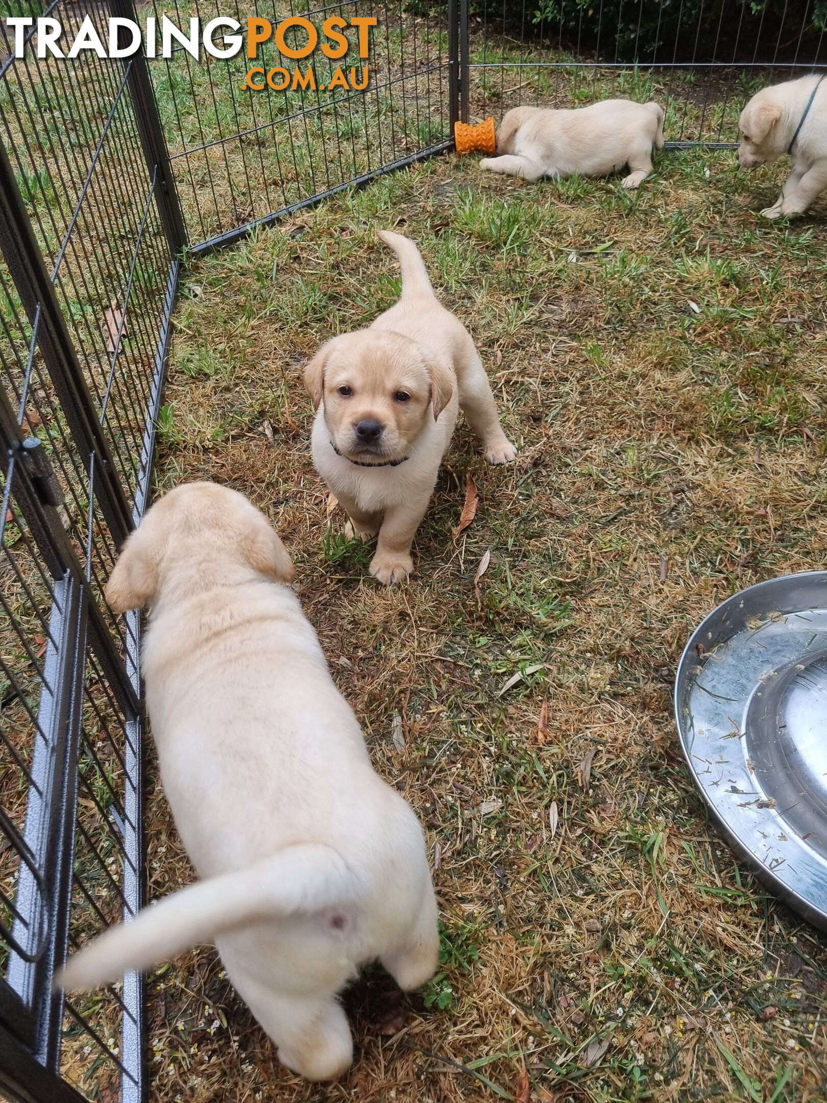 Pure Bred Labrador Puppies