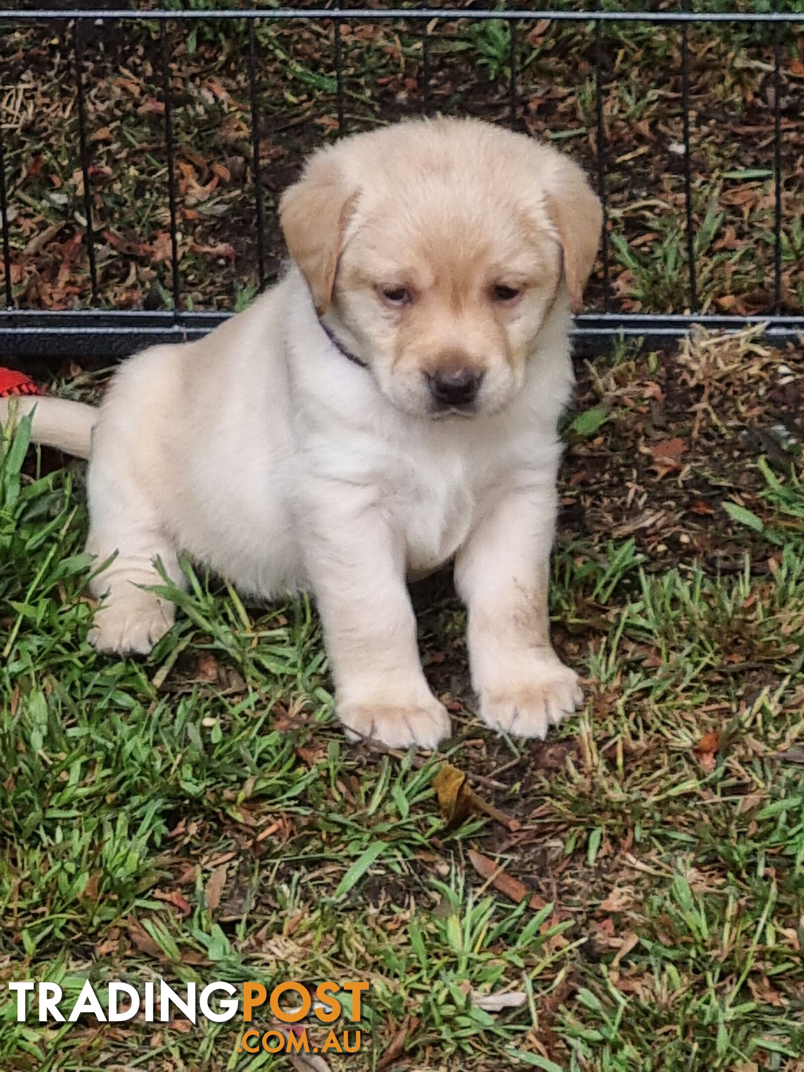 Pure Bred Labrador Puppies