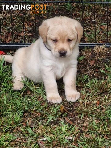 Pure Bred Labrador Puppies