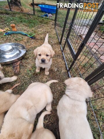 Pure Bred Labrador Puppies