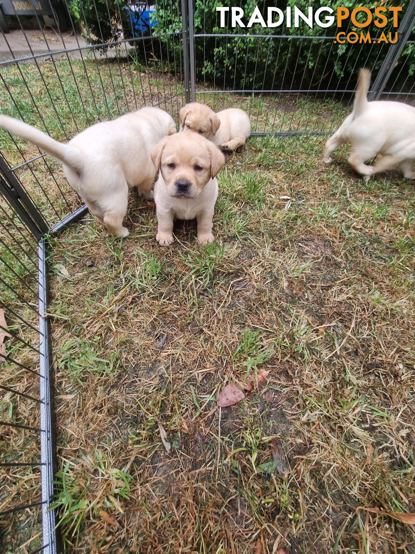 Pure Bred Labrador Puppies