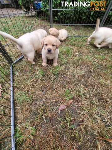 Pure Bred Labrador Puppies