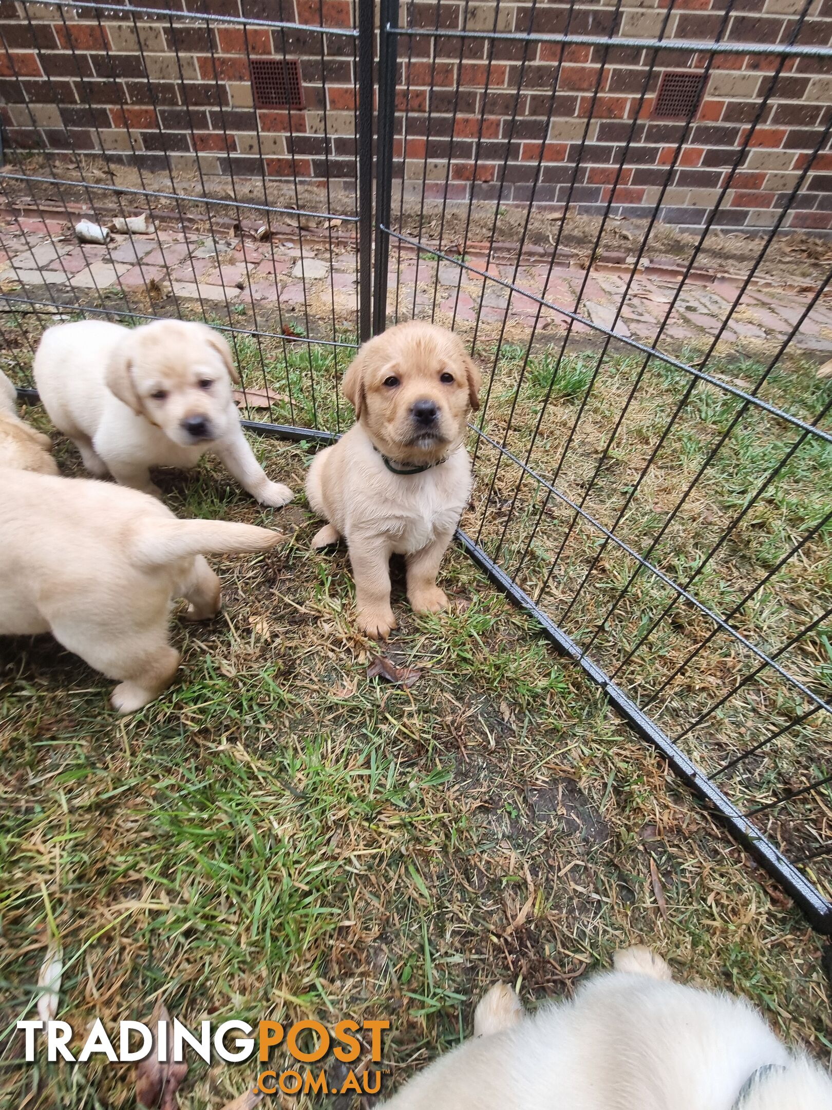 Pure Bred Labrador Puppies