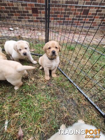 Pure Bred Labrador Puppies