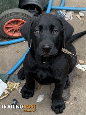 Labrador pups