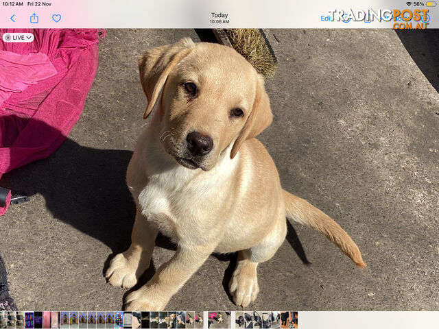 Labrador pups