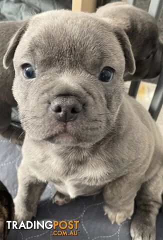 GORGEOUS FRENCH BULLDOG x ENGLISH STAFFORDSHIRE BULL TERRIER.