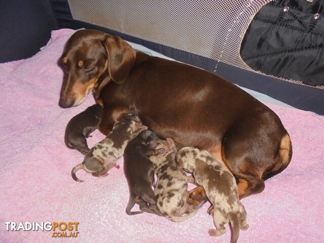 Mini Dachshund puppies